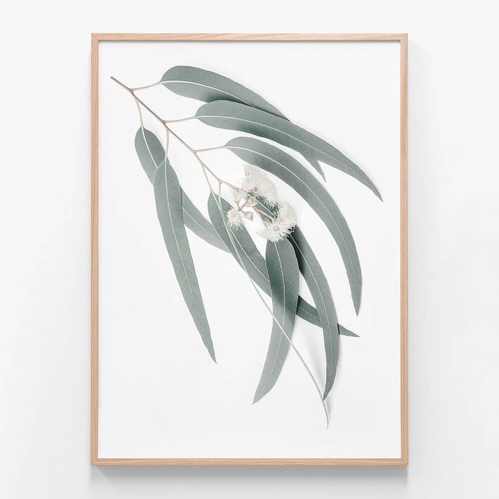 Light Eucalyptus Leaves