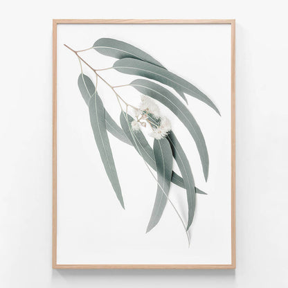 Light Eucalyptus Leaves