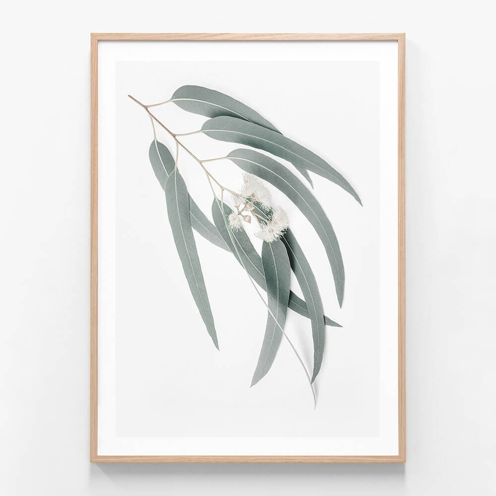 A framed photo print of a single branch of light green eucalyptus leaves against a white background.