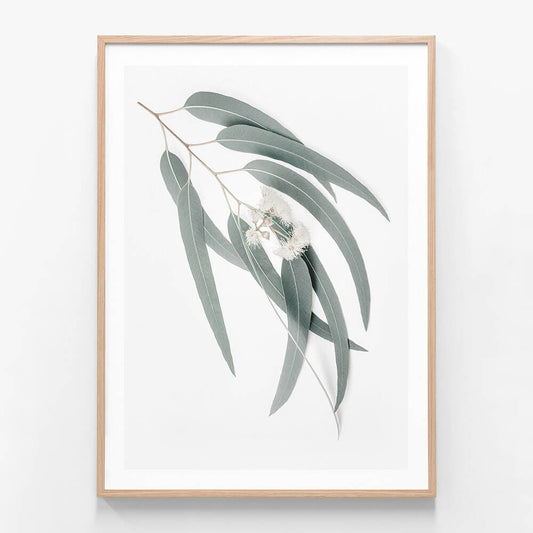 A framed photo print of a single branch of light green eucalyptus leaves against a white background.