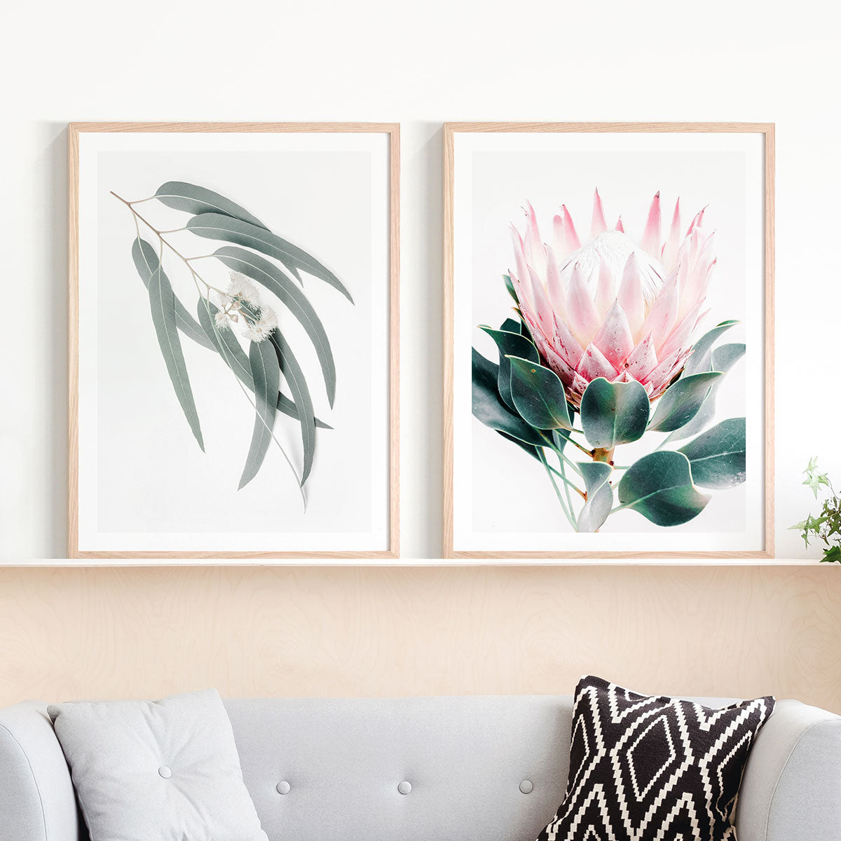 Protea