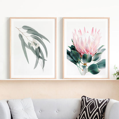 Protea