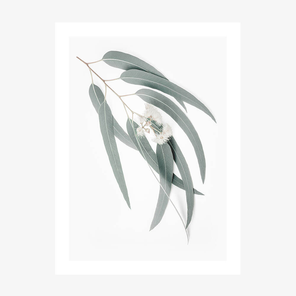 A photo art print of a single branch of light green eucalyptus leaves against a white background.
