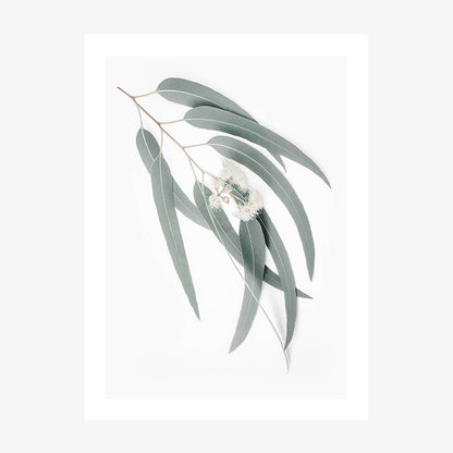 A photo art print of a single branch of light green eucalyptus leaves against a white background.