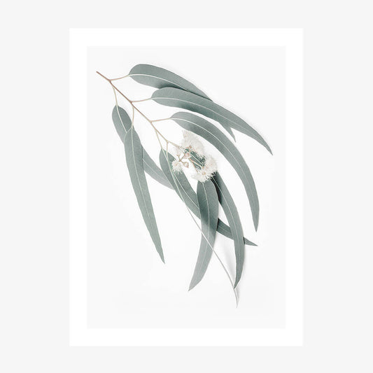 A photo art print of a single branch of light green eucalyptus leaves against a white background.