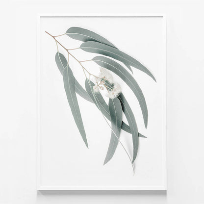 Light Eucalyptus Leaves