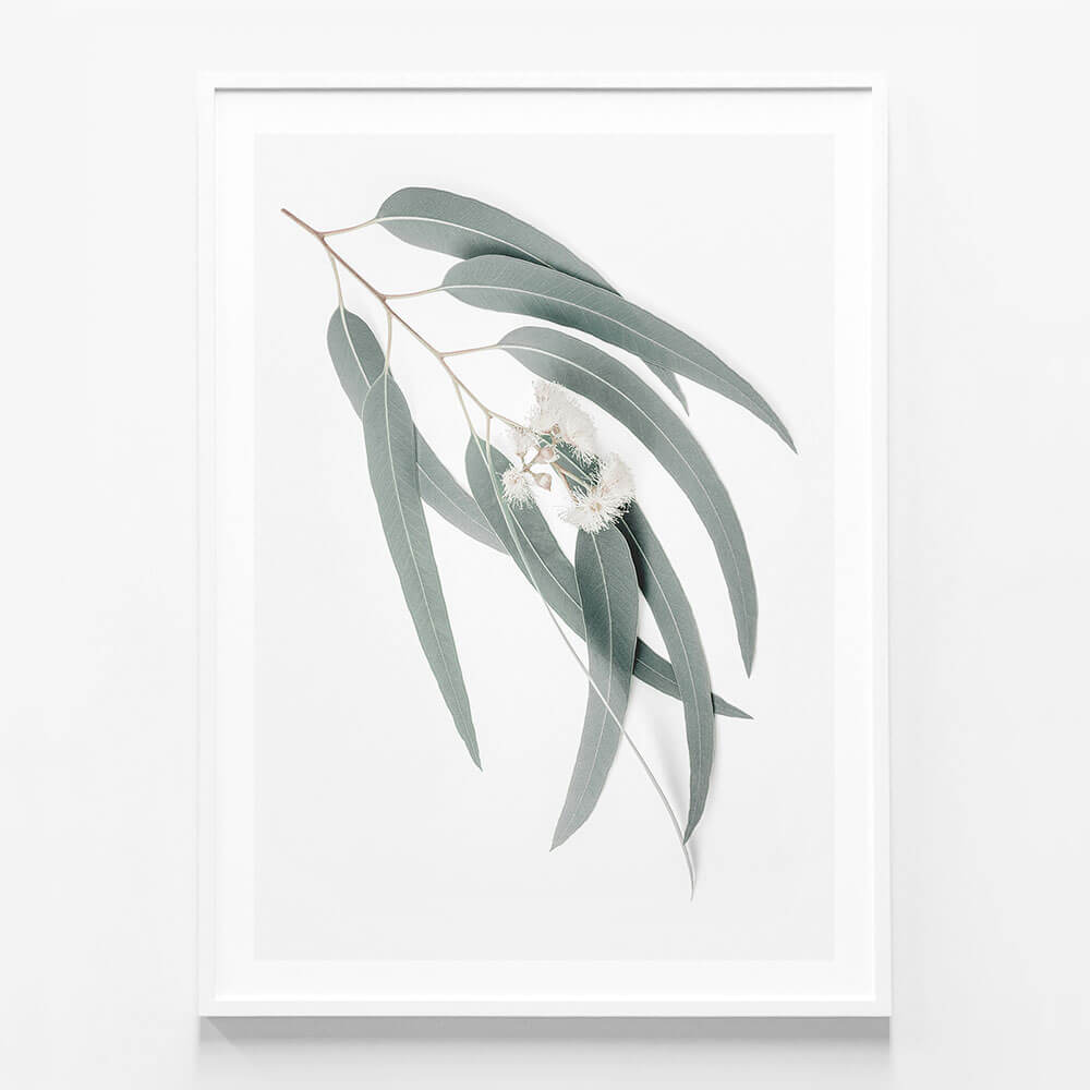 Light Eucalyptus Leaves