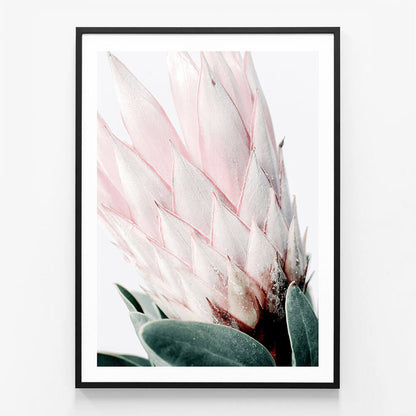 Light Protea No. 2