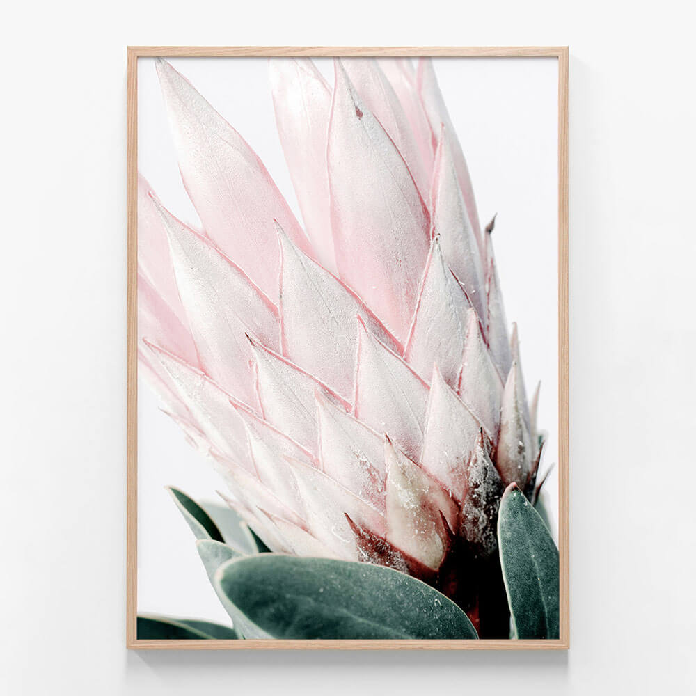 Light Protea No. 2