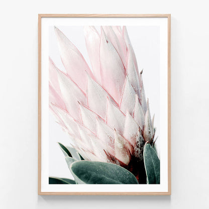 Light Protea No. 2