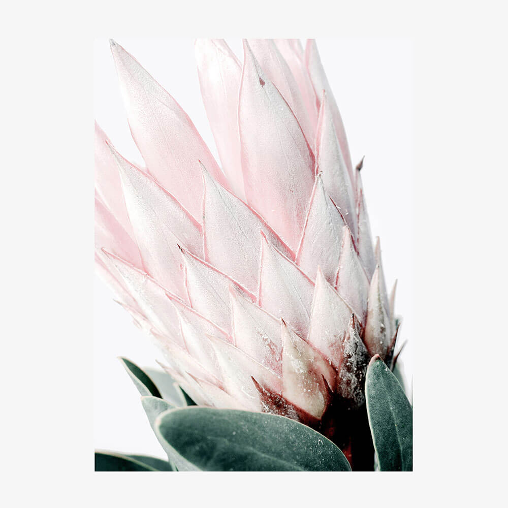 Light Protea No. 2