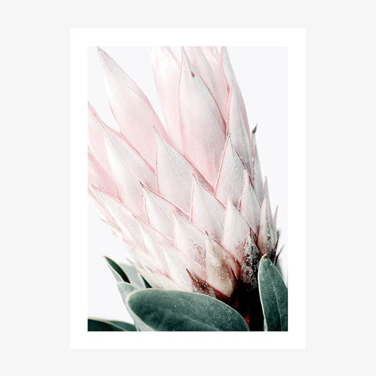 Light Protea No. 2