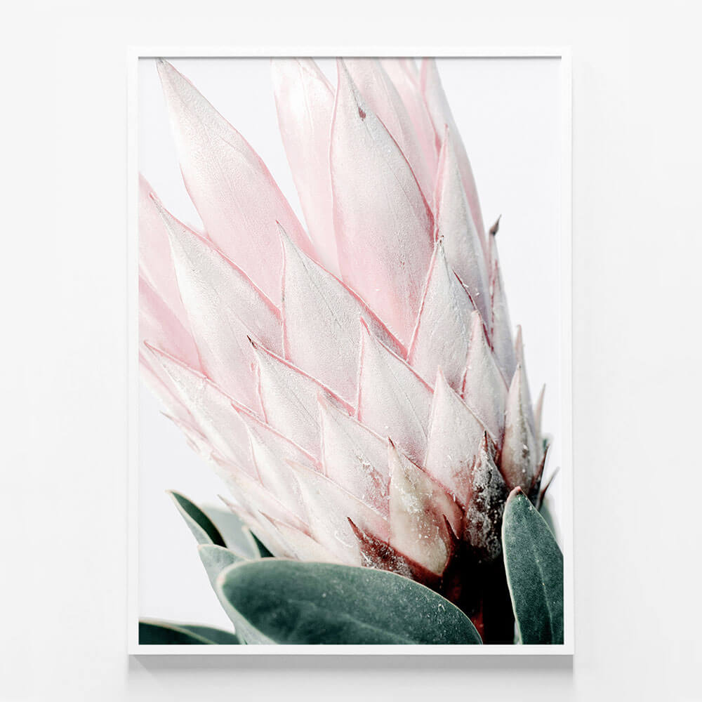 Light Protea No. 2