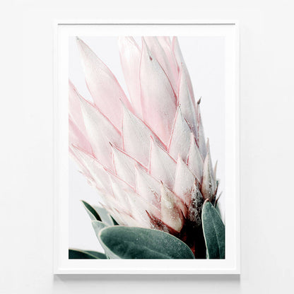 Light Protea No. 2