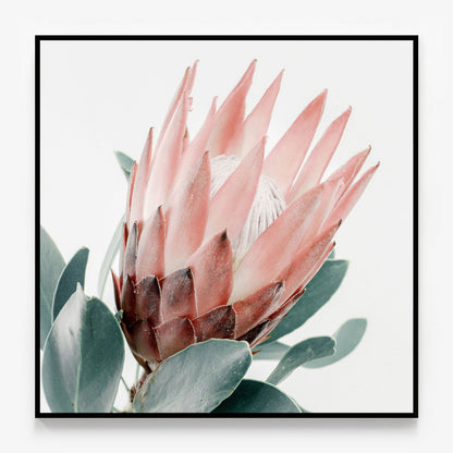 Light Protea Canvas