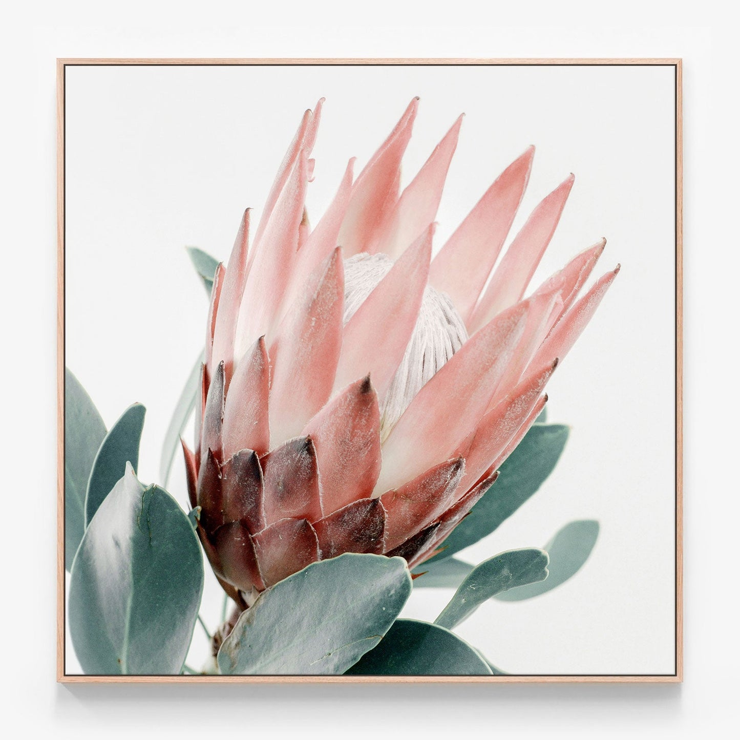 Light Protea Canvas print in oak frame