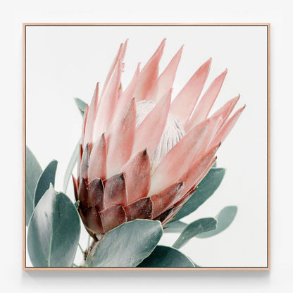 Light Protea Canvas print in oak frame