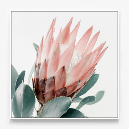 Light Protea Canvas