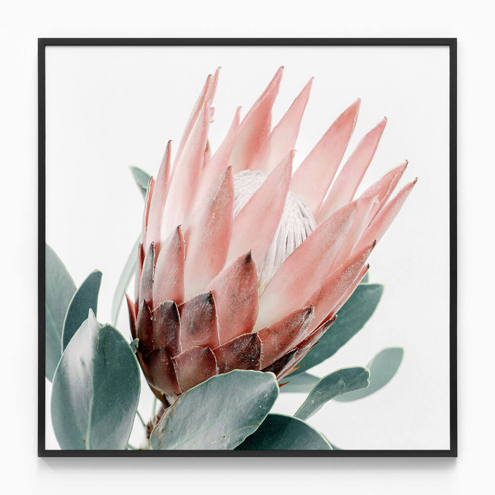 Light Protea