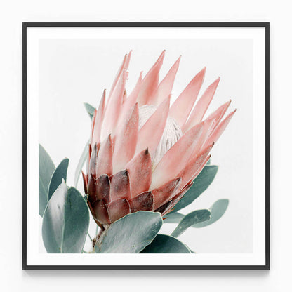 Light Protea