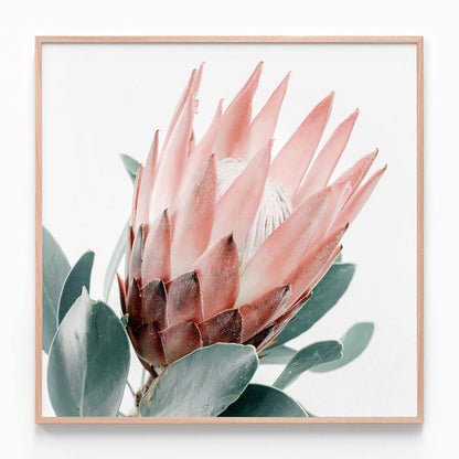 Light Protea