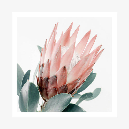 Light Protea