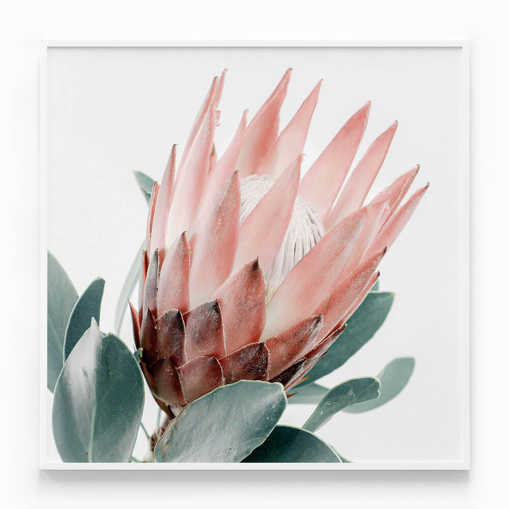 Light Protea