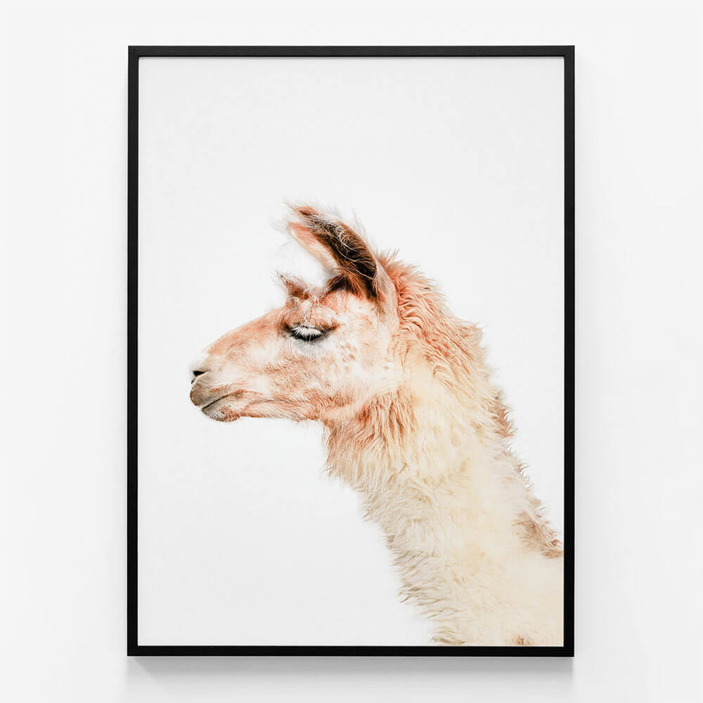 Llama