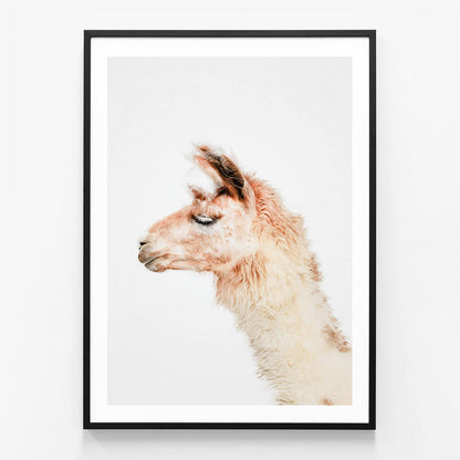 Llama