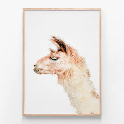 Llama