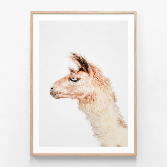 Llama
