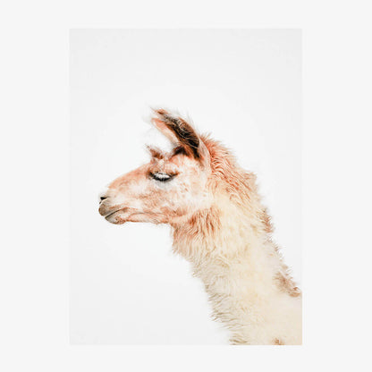 Llama