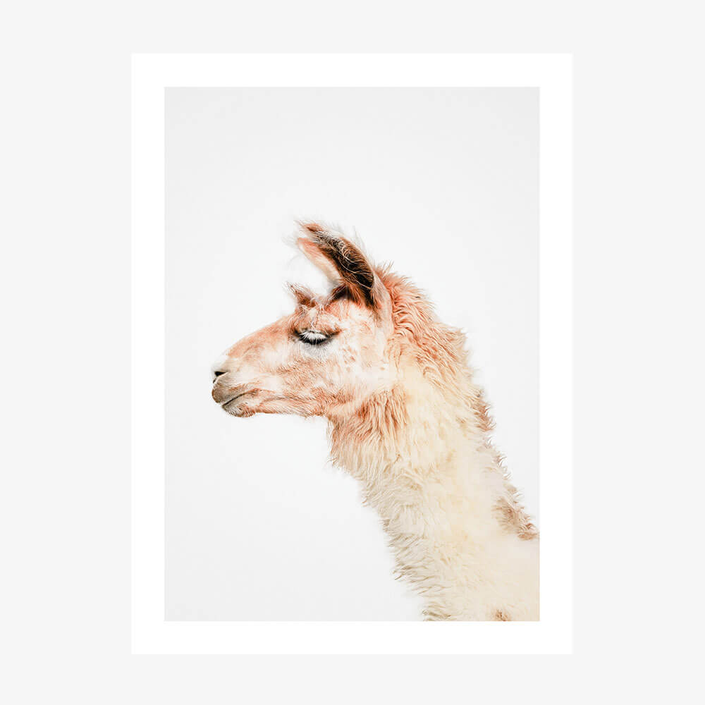 Llama