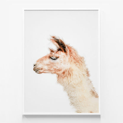 Llama