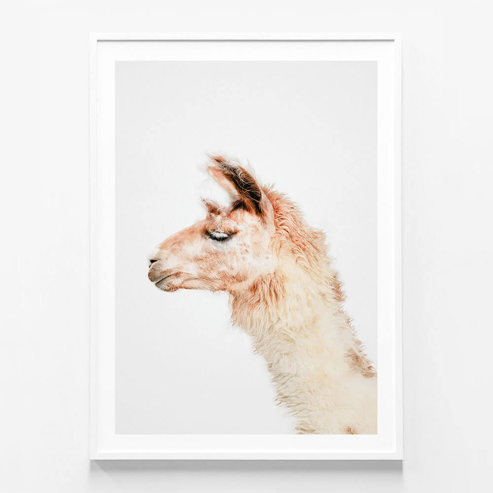 Llama