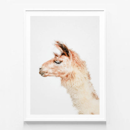 Llama