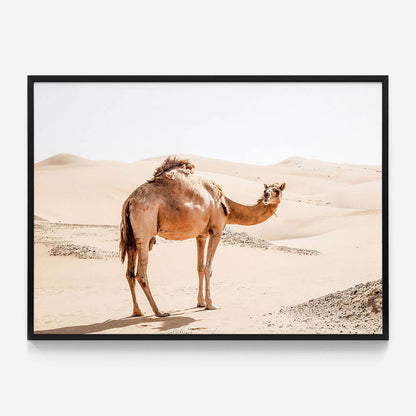 Lone Camel
