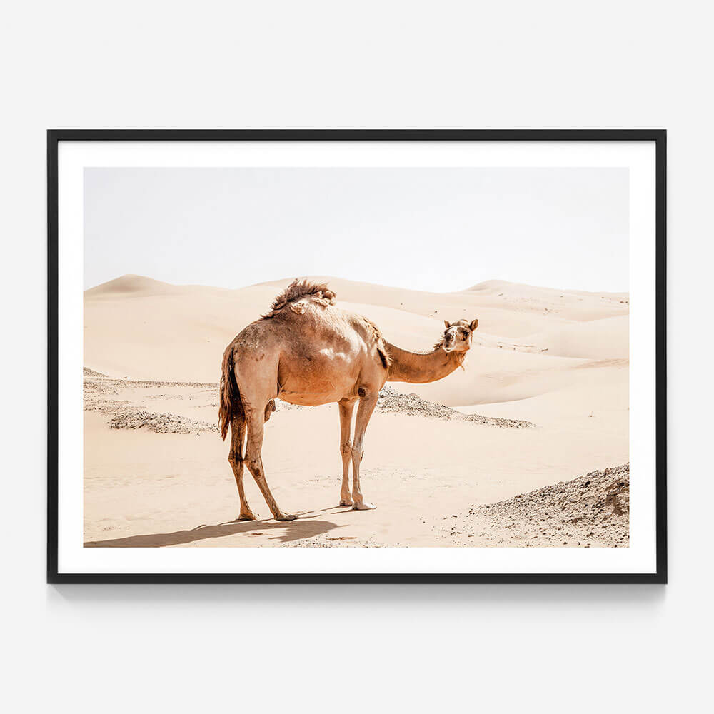 Lone Camel