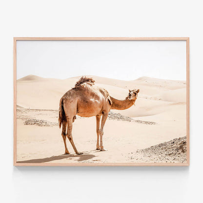 Lone Camel
