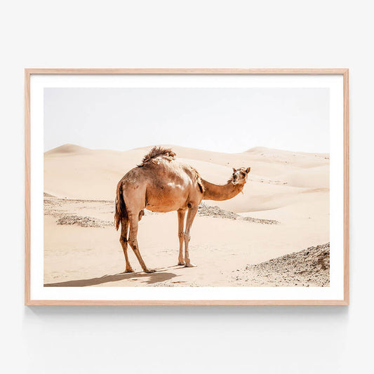 Lone Camel