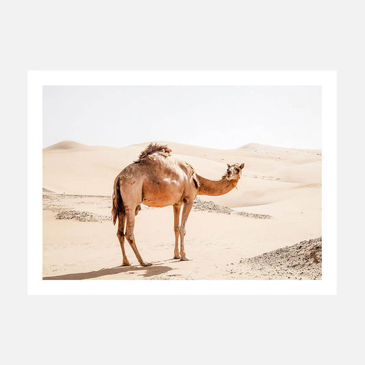 Lone Camel