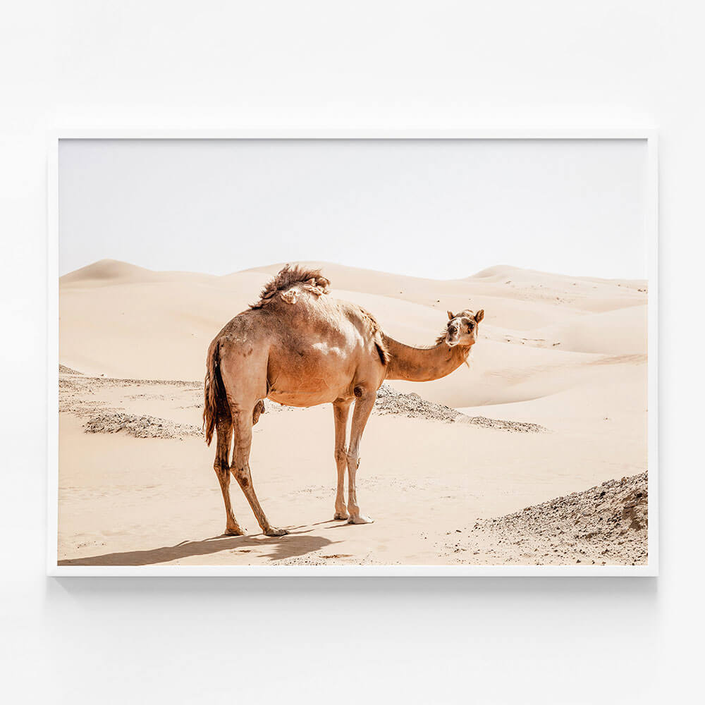 Lone Camel