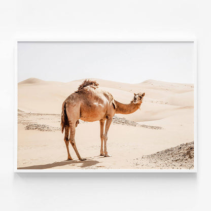 Lone Camel