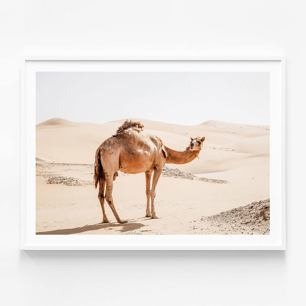 Lone Camel