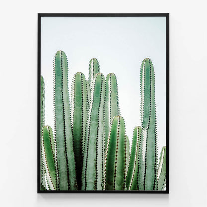 Lush Cacti