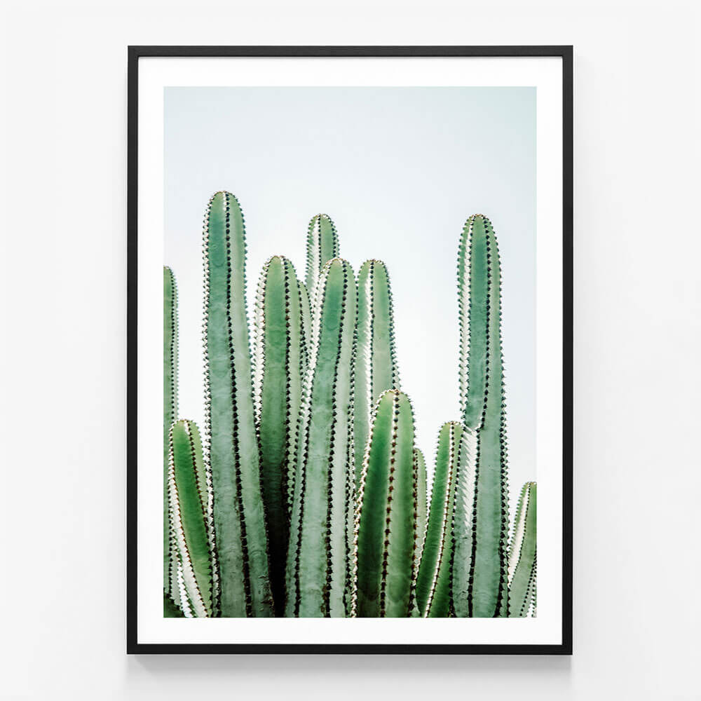 Lush Cacti
