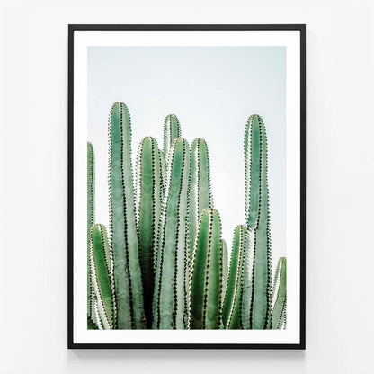 Lush Cacti