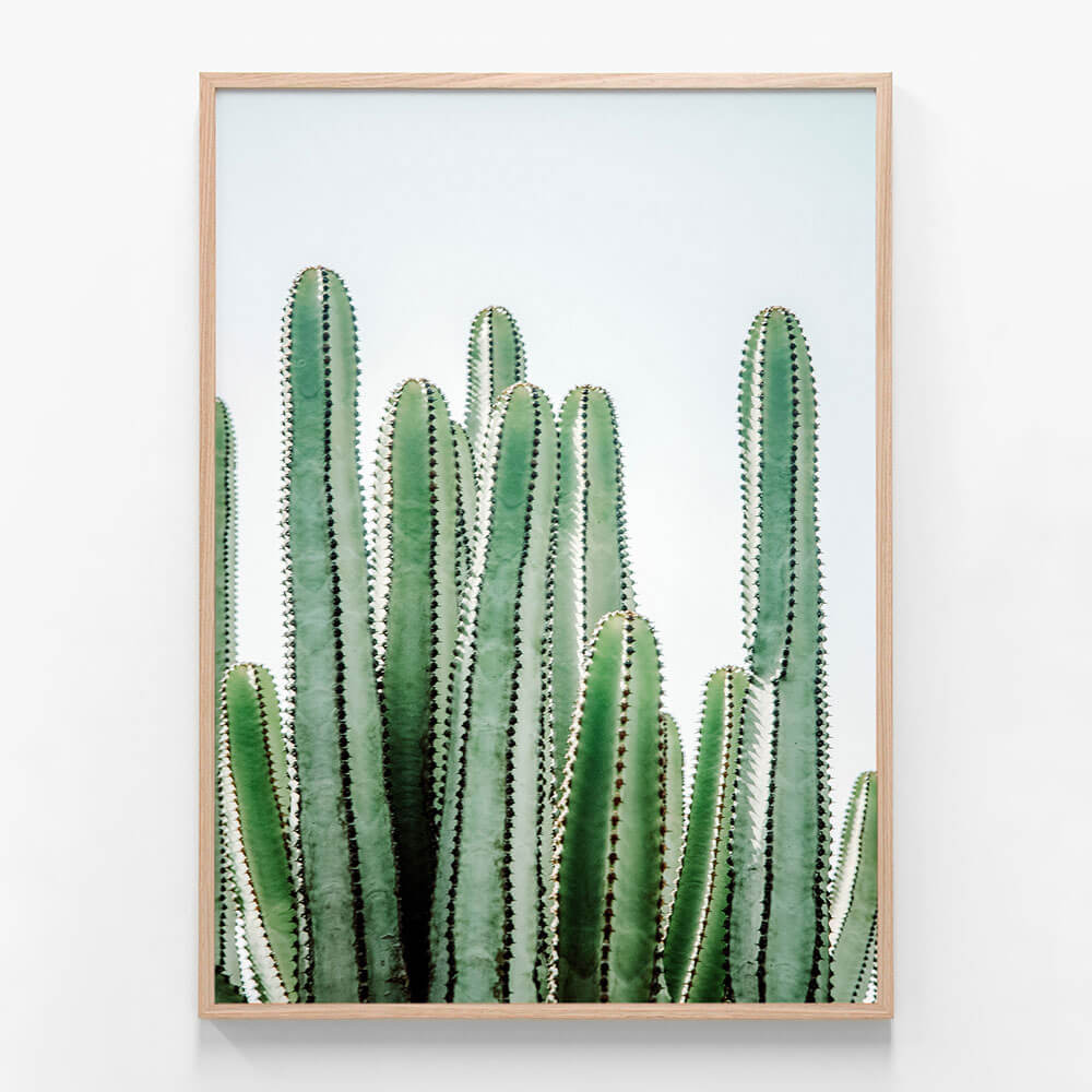 Lush Cacti