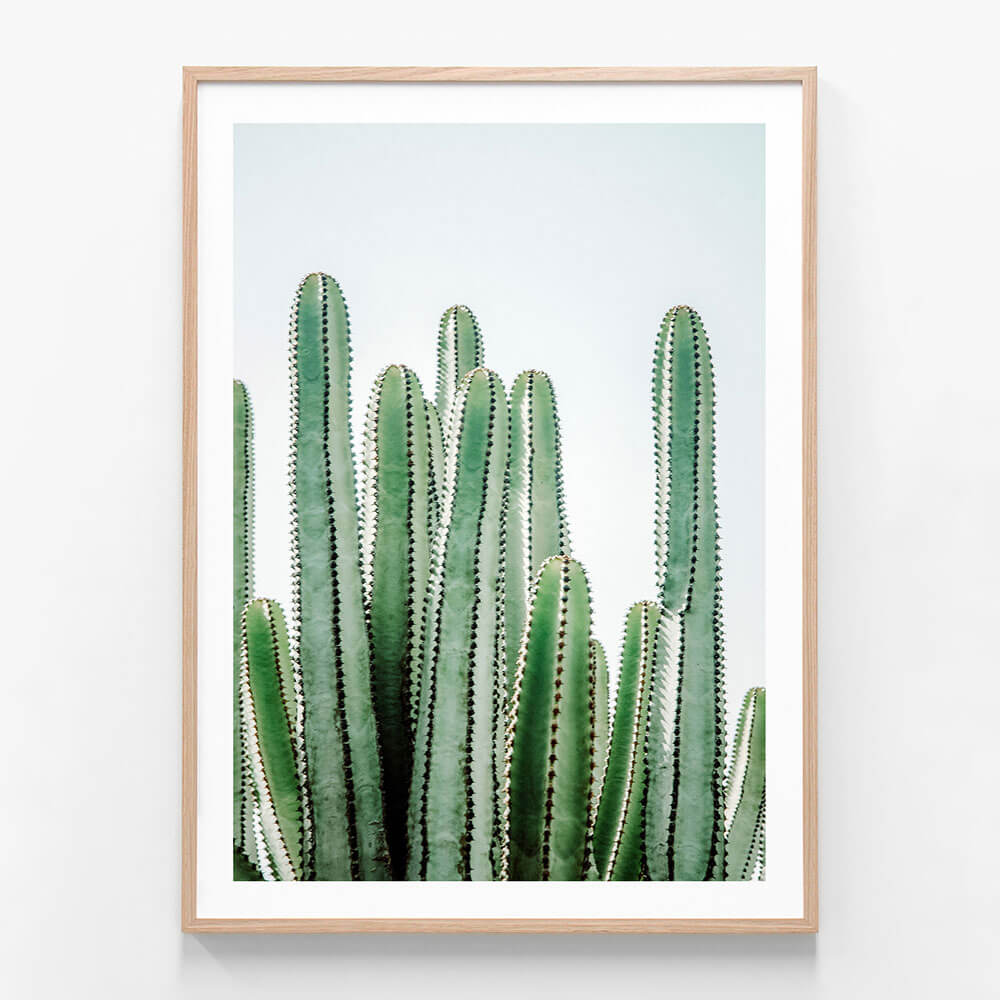 A framed photography print featuring cacti.