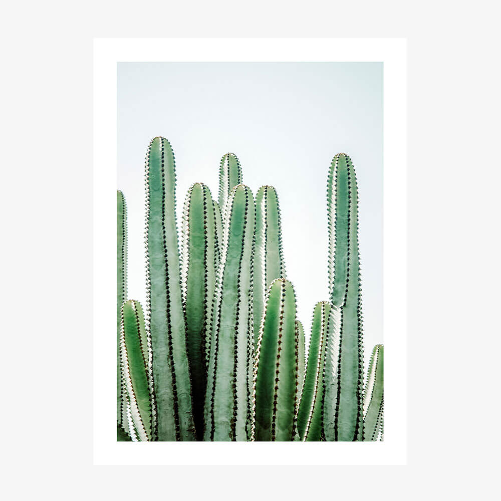 A photo art print featuring cacti.